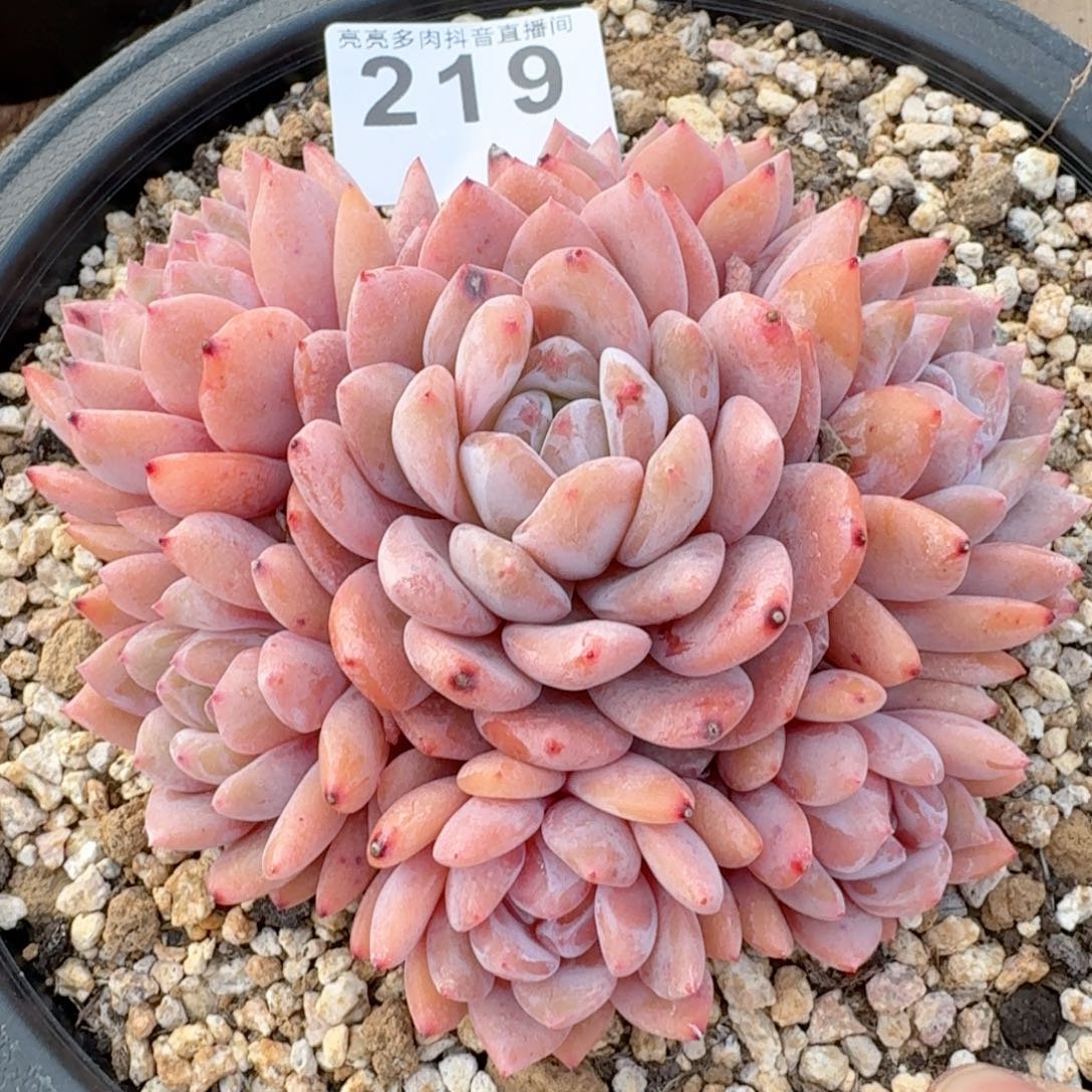 雪之魄         多肉植物