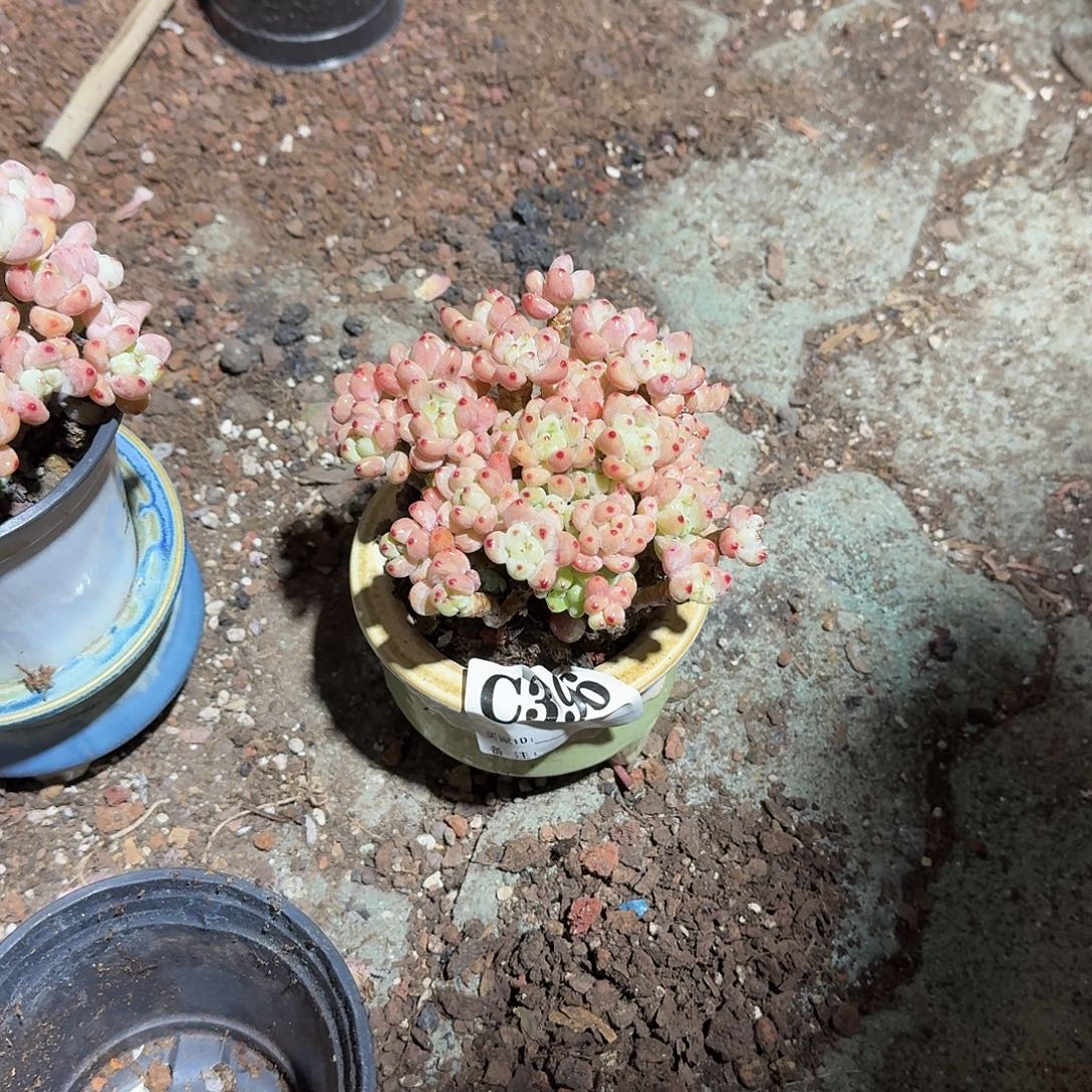 安***安396号帽檐花盆多肉