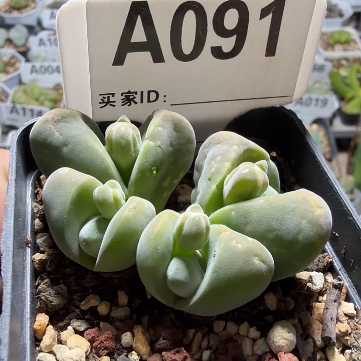 091。满38包邮肉锥