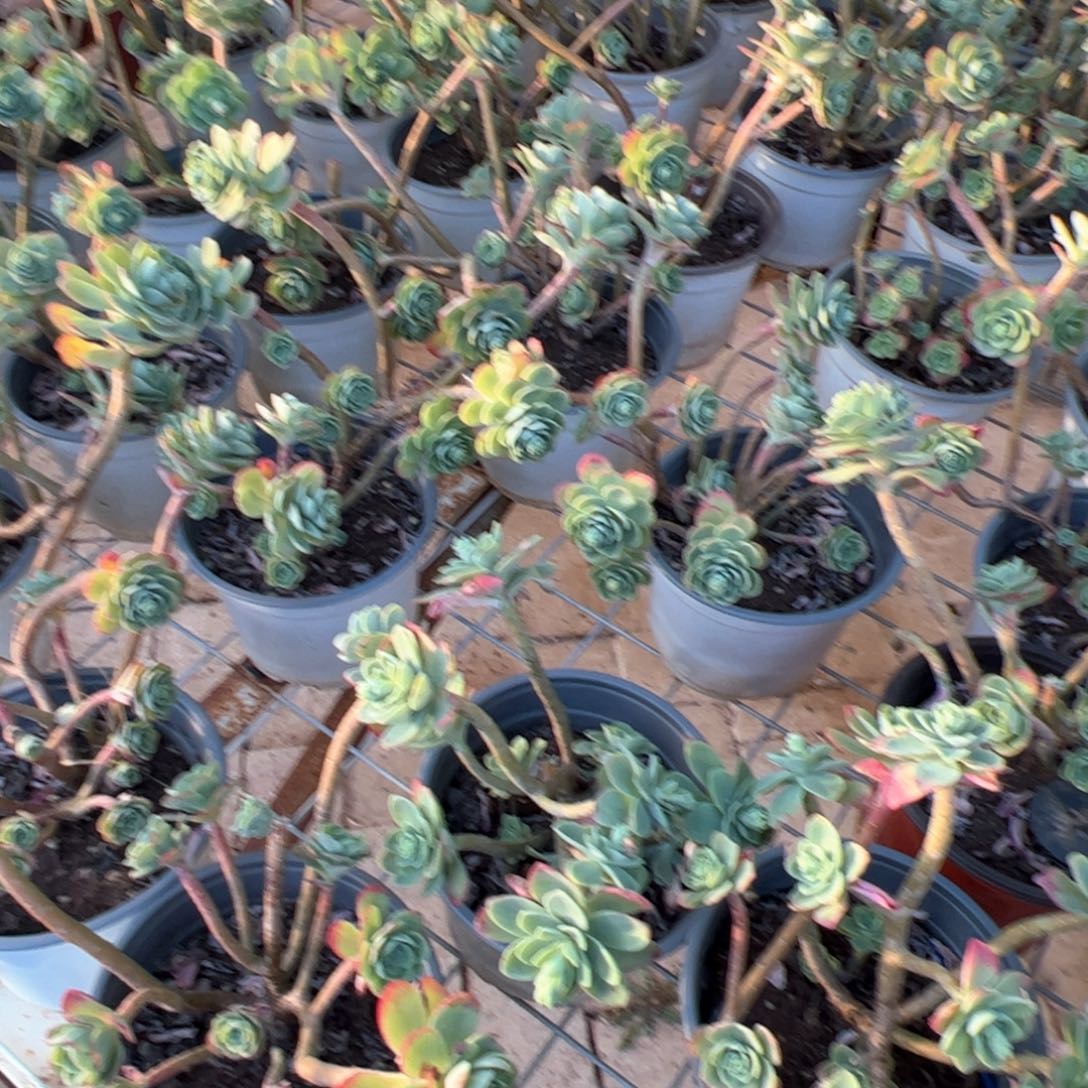 新疆包邮 薄化妆