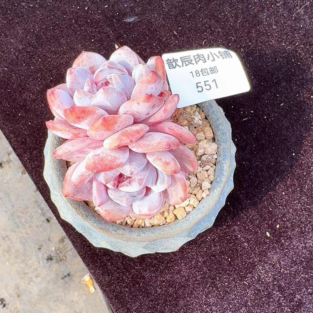 多肉植物石榴籽双头551