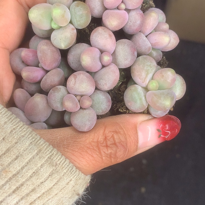 糖果。拍5发7颗。拍3发4颗。（满9.99包邮不满9.99发叶子）