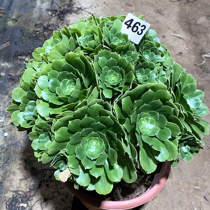 法师植物12345678