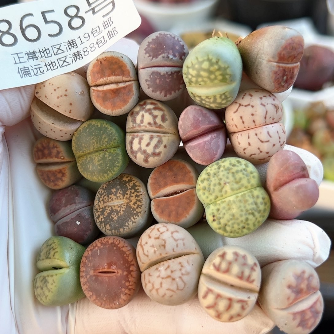 好养易活生石花大母本8658共20颗