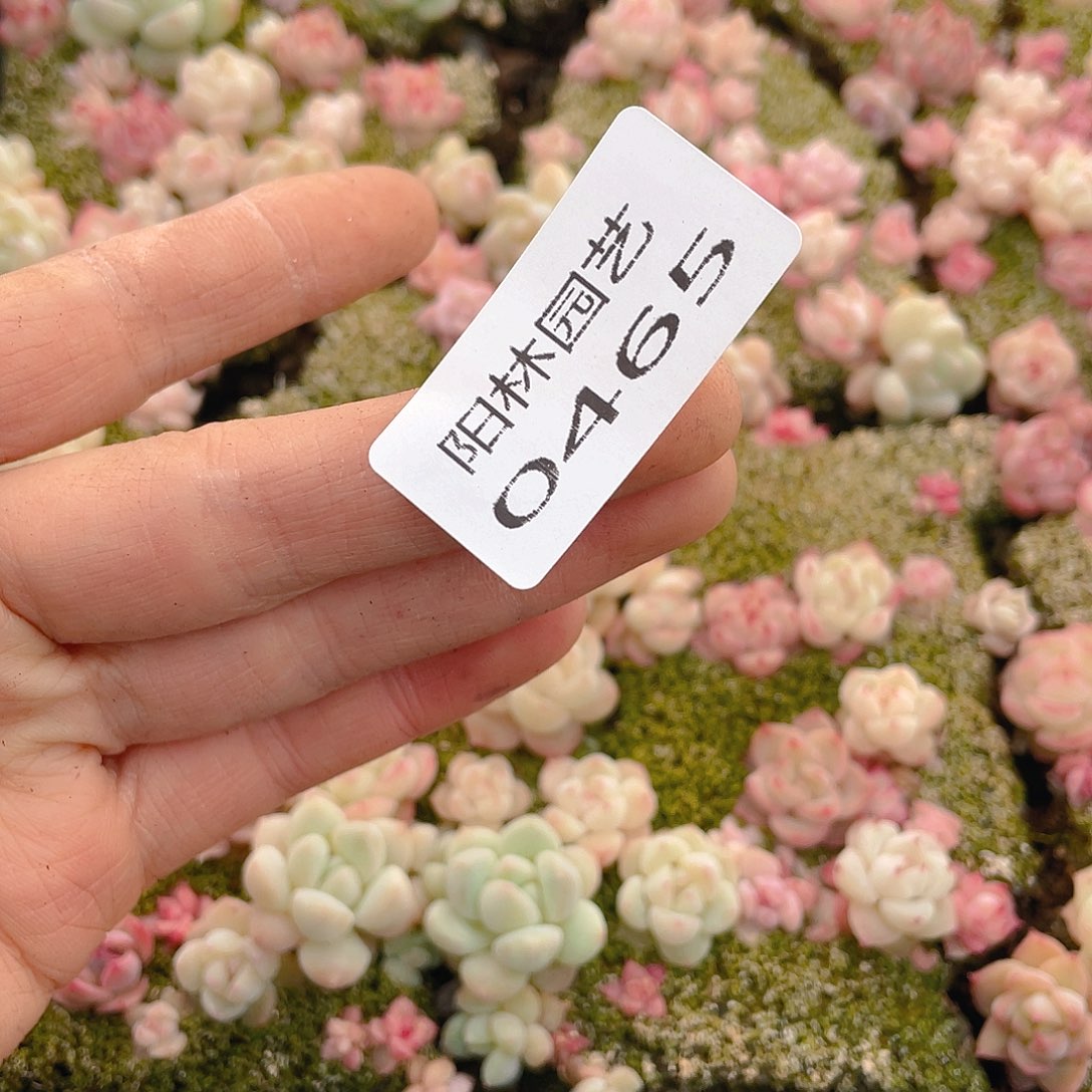 我***谁多肉植物多肉植物465