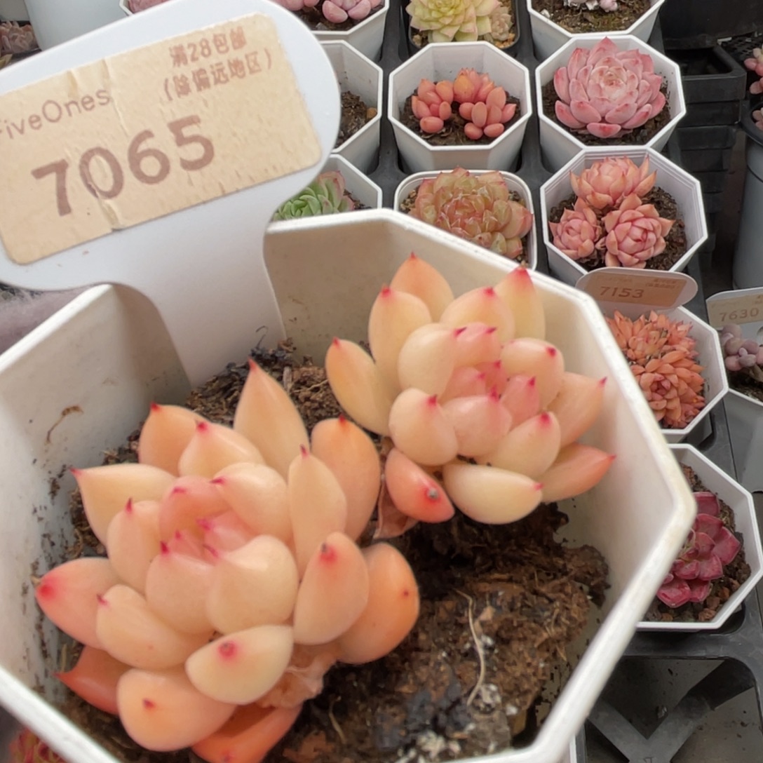 晴空珍妮7065-6.0厘米