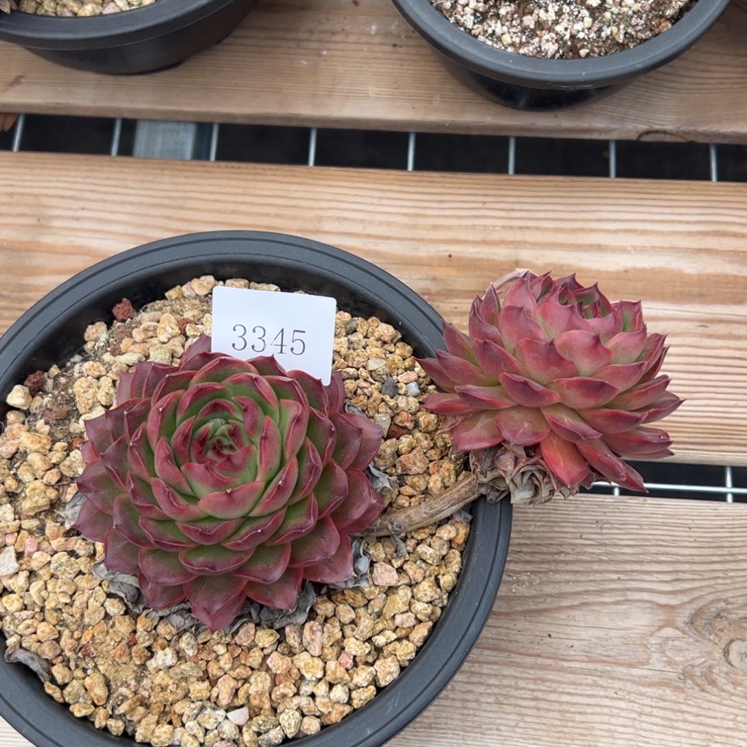 清**欢3345多肉多多多多多