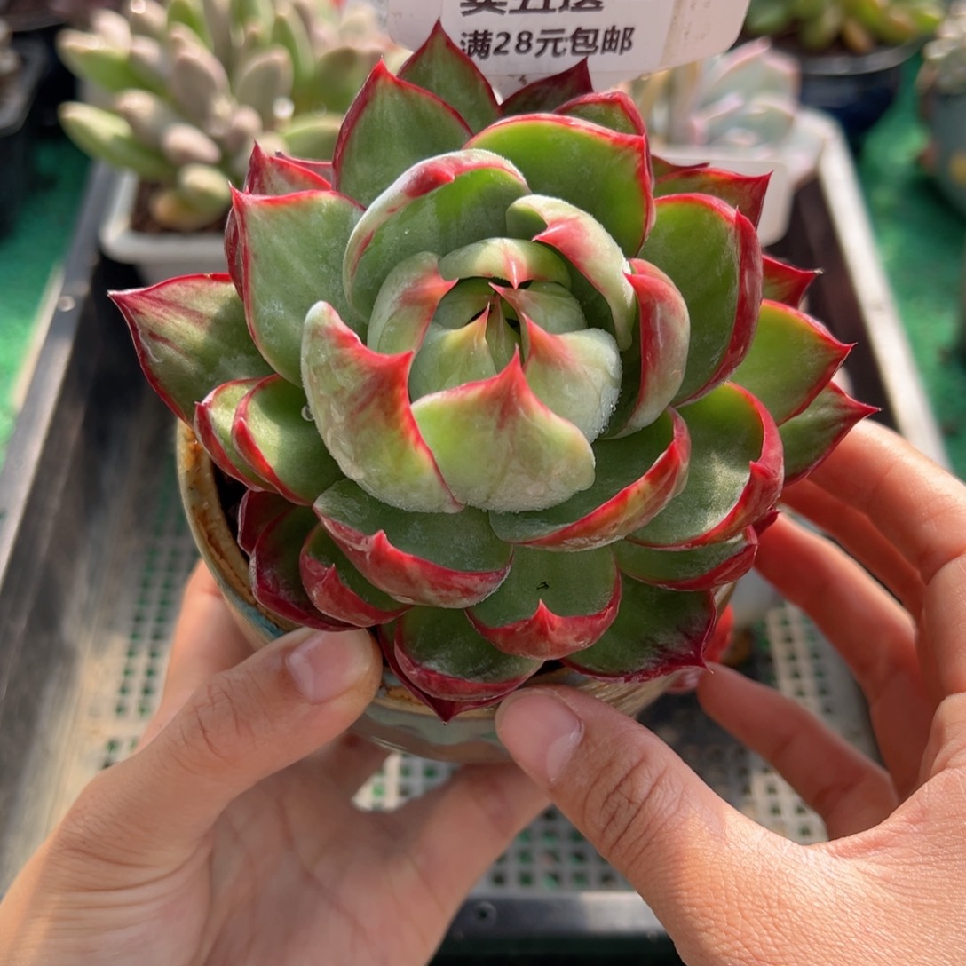 表妹精品多肉植物103.