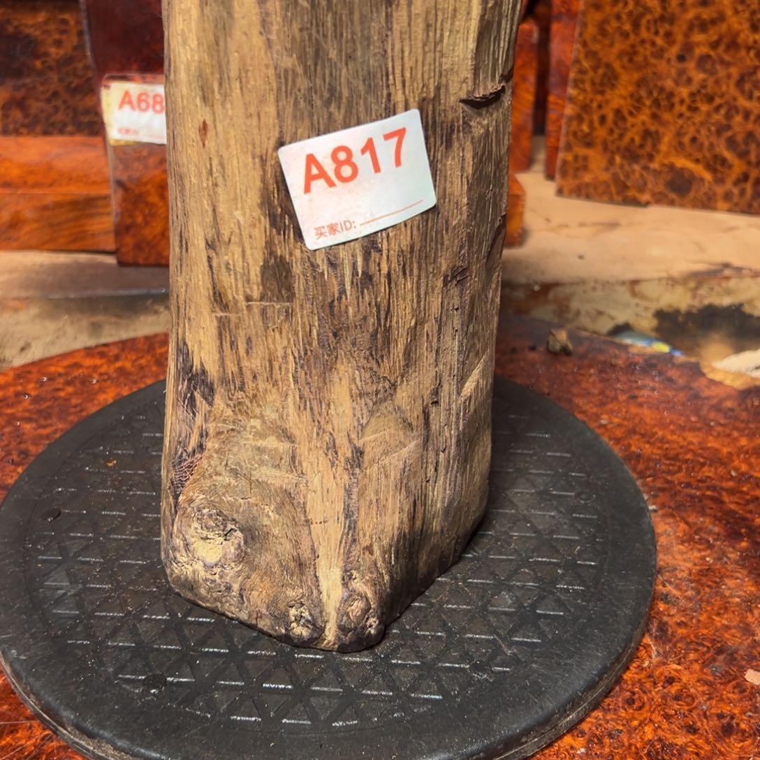 大果紫檀（缅甸花梨）