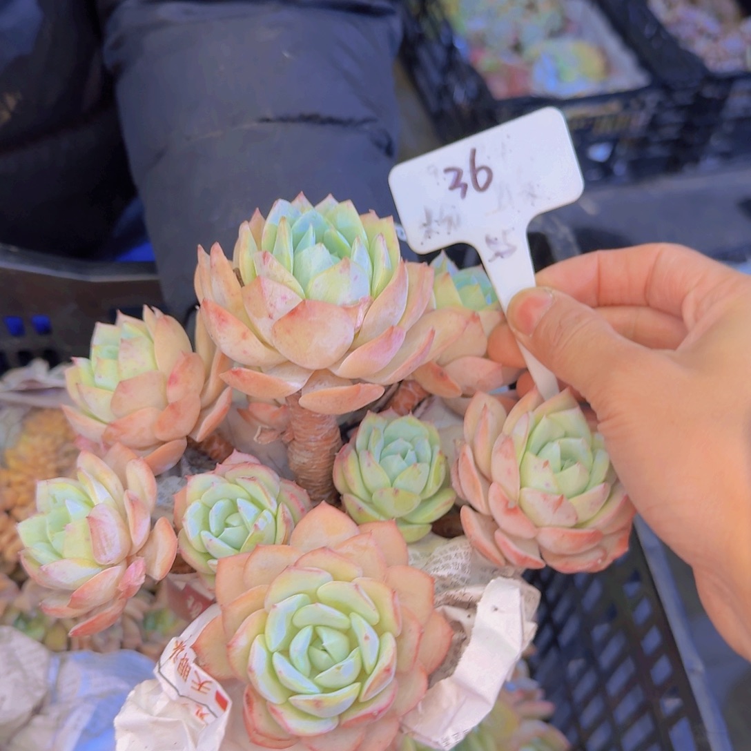 多肉植物的生长发育和