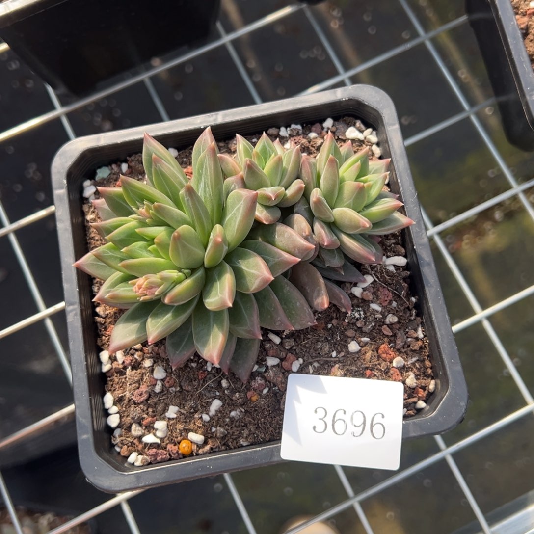 打****肖3696不包整肉肉肉肉肉