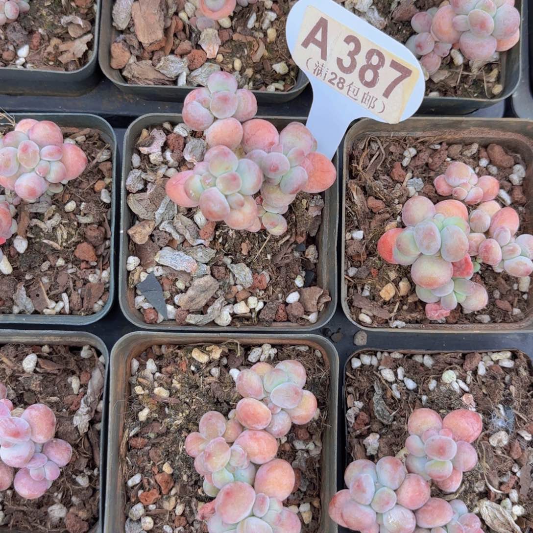 A387苹果奶一物一拍