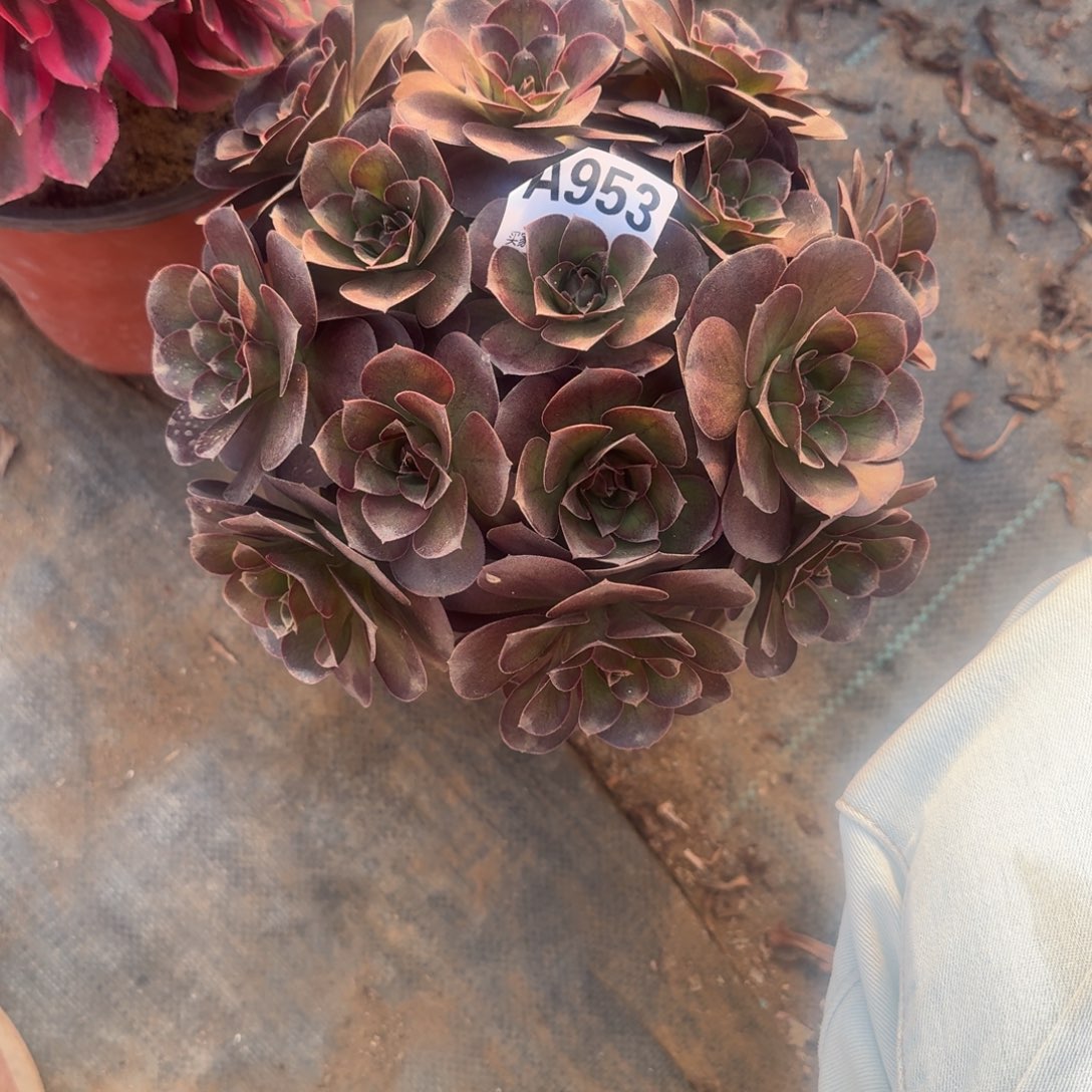 杨***斑魅金玫瑰一物一拍953