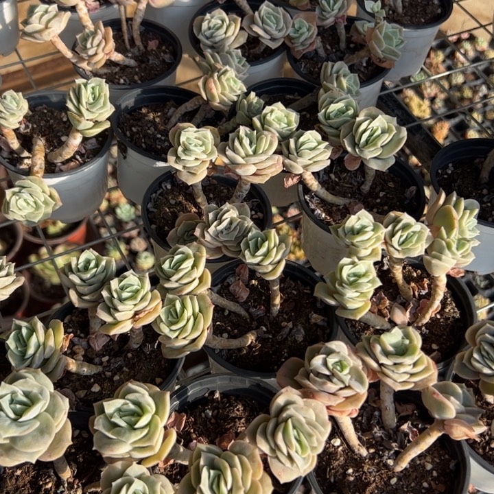 新疆包邮 可爱玫瑰