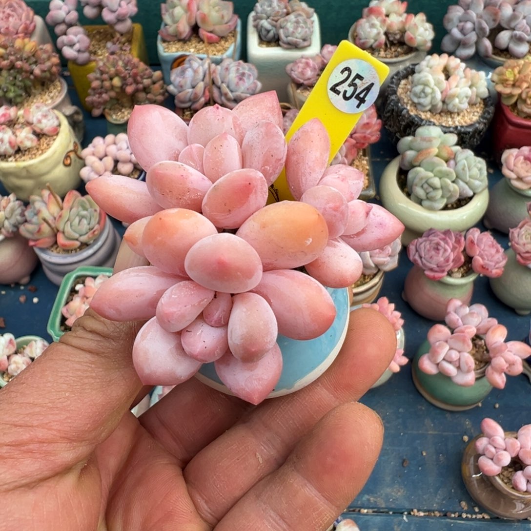 254号香水带盆土发货