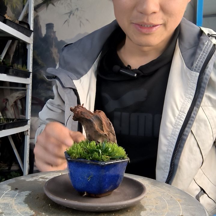 饭***位小盆景小植物一物一拍184