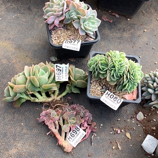 玛****四颗 077 697 080 698 