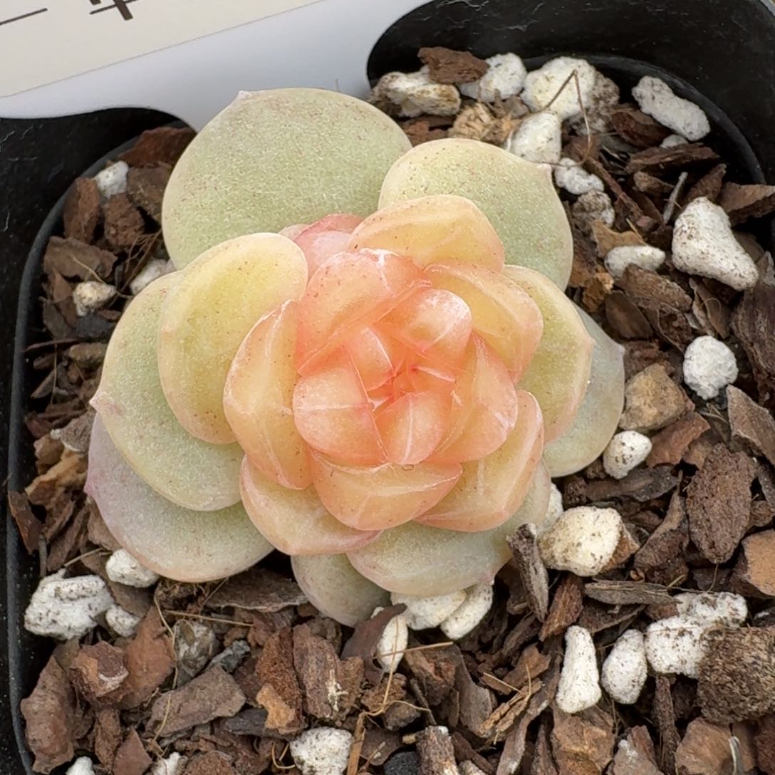 是****0223-059-蟹黄堡单头