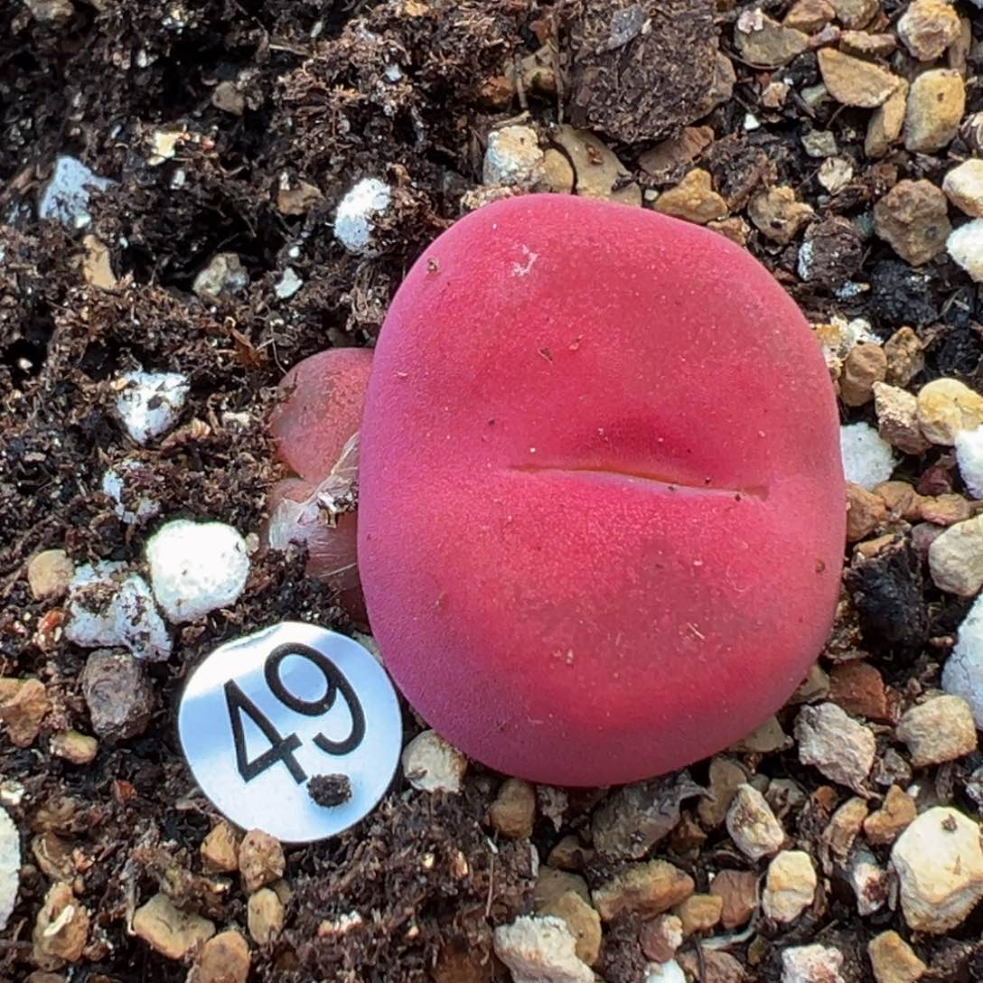 多肉植物111111111111111科