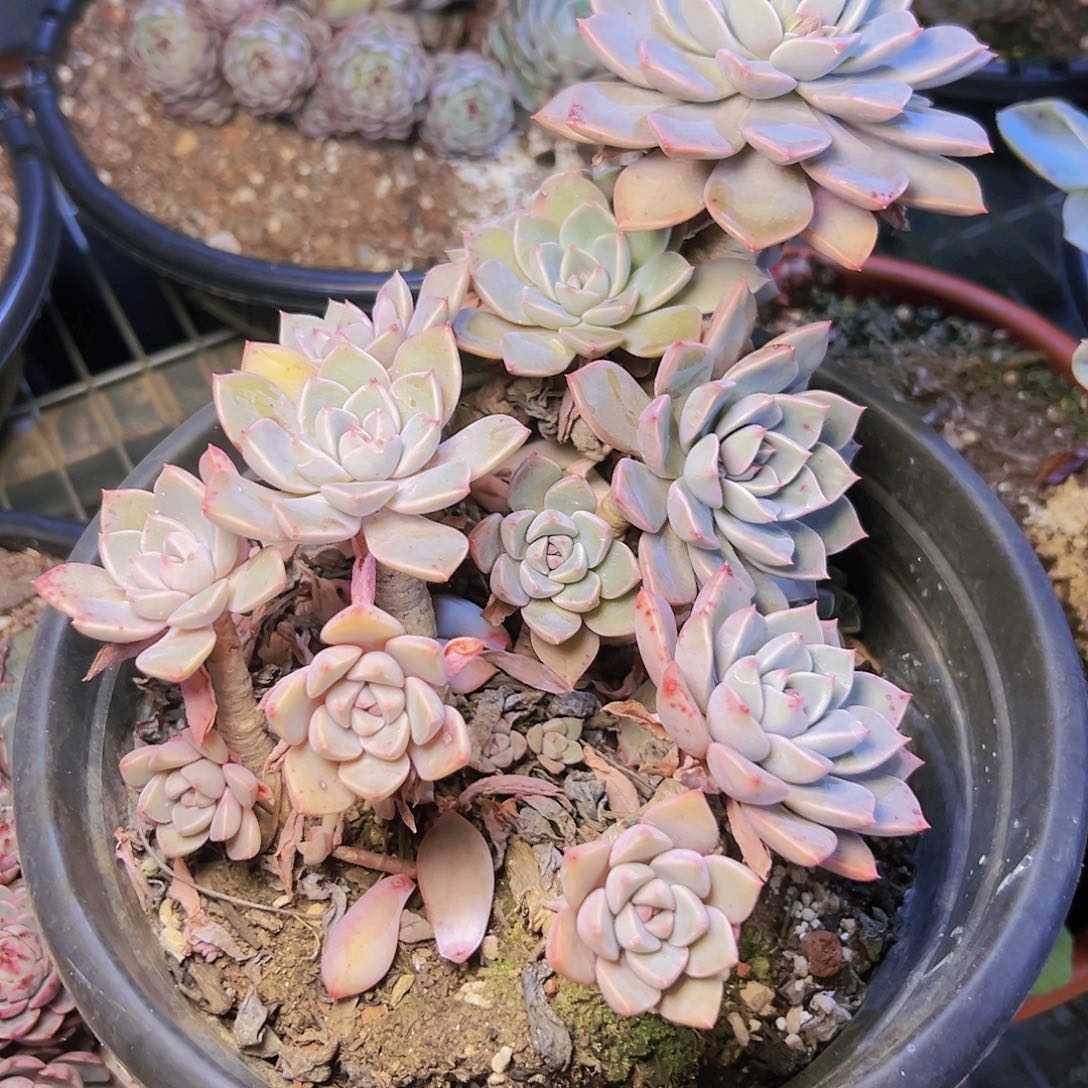 多肉一个零下温度1到10度拍保温棉编号4