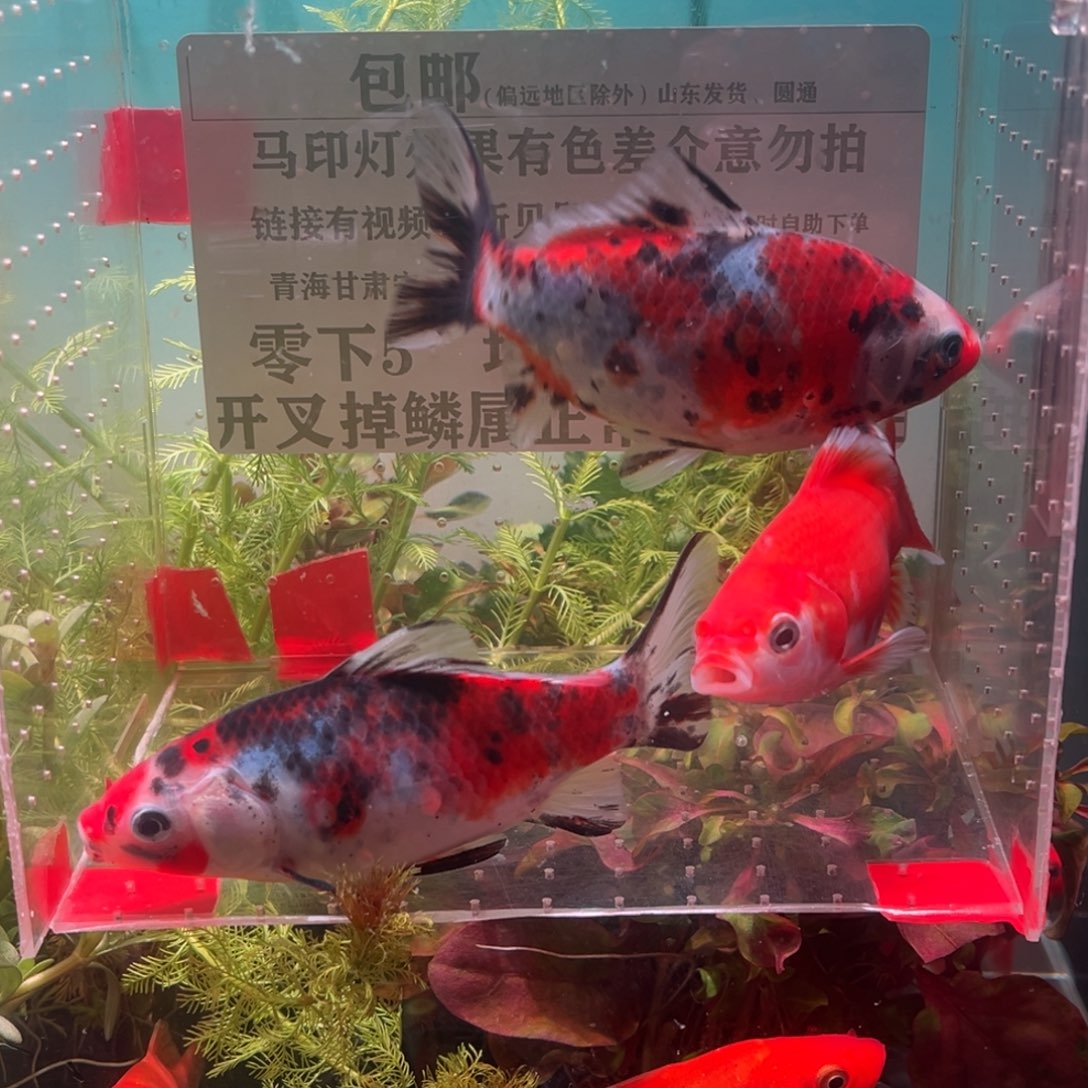 海水鱼121号下午的票都有没有到了