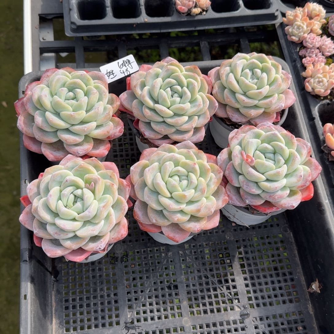 女*女王大单头6棵48