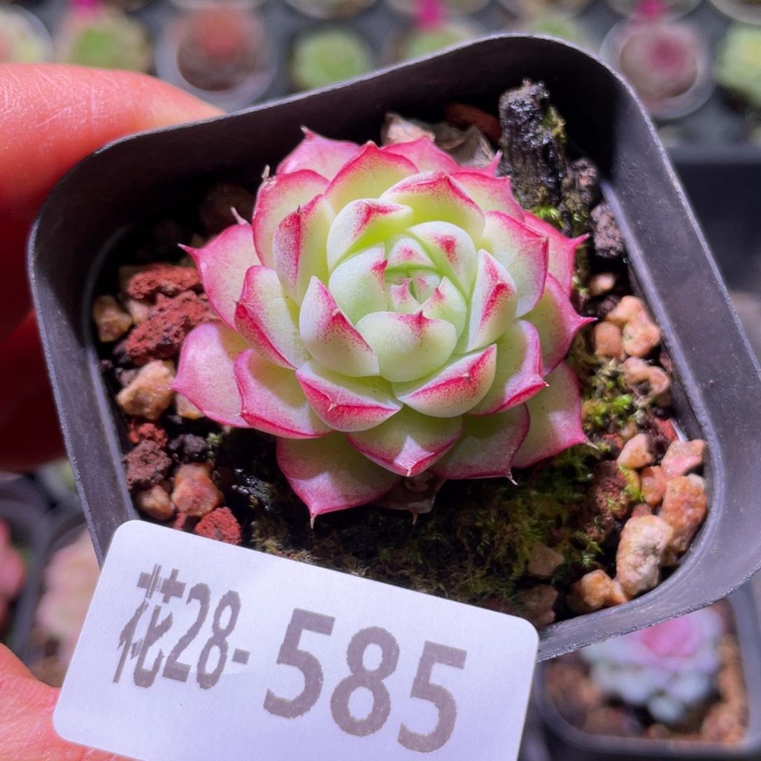 花利美28-585女王  