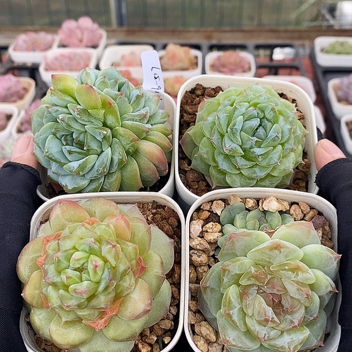 1116-517，冰魄糖心4个