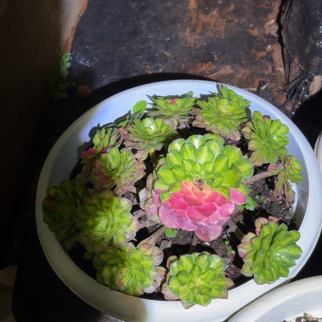 用***2云南多肉植物知否