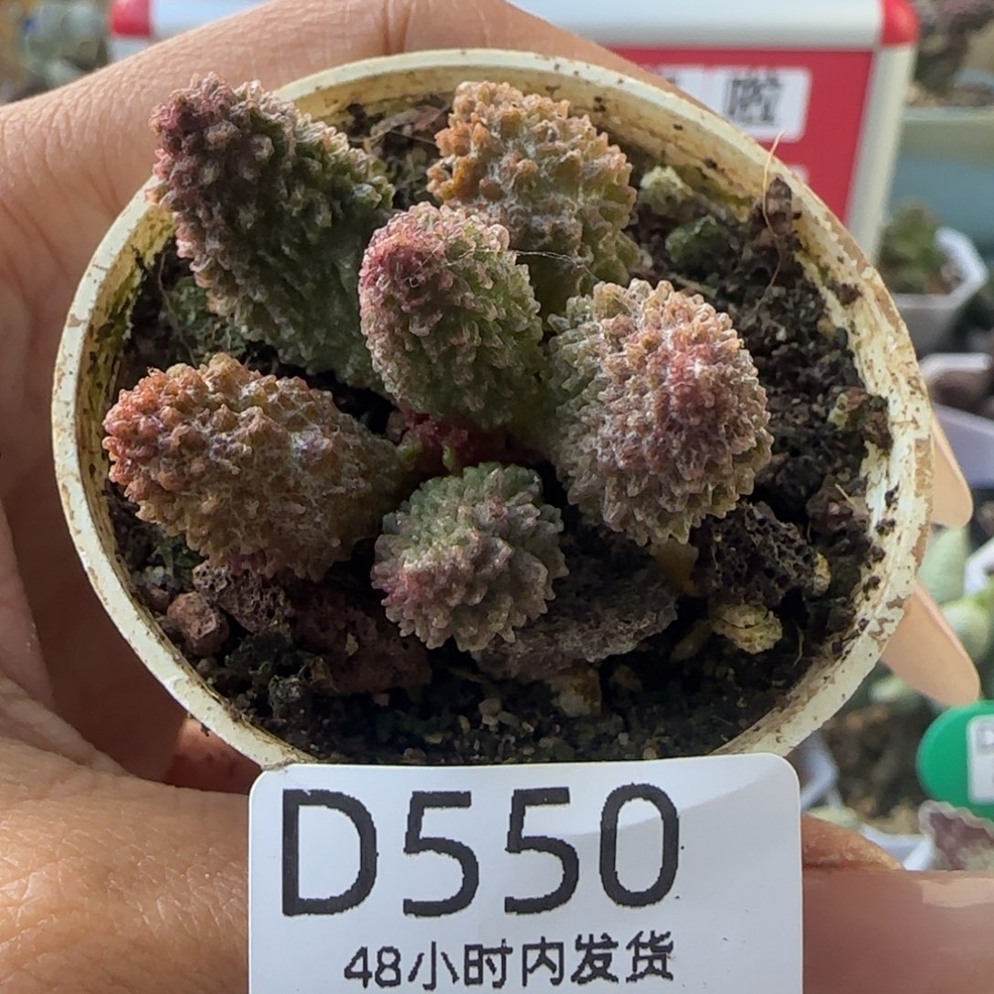 福利赠送。  550。    