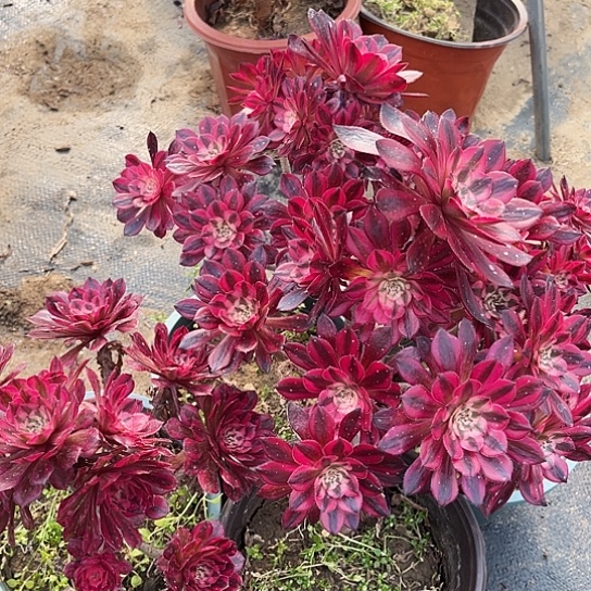 多肉植物组合三个超白有断10