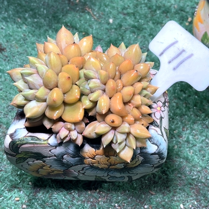 红家牙111号码牌子的话