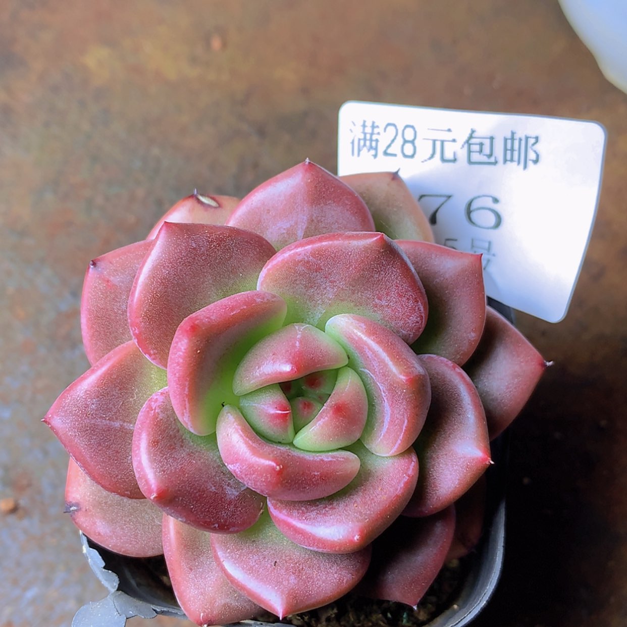 【闪购商品】云976号