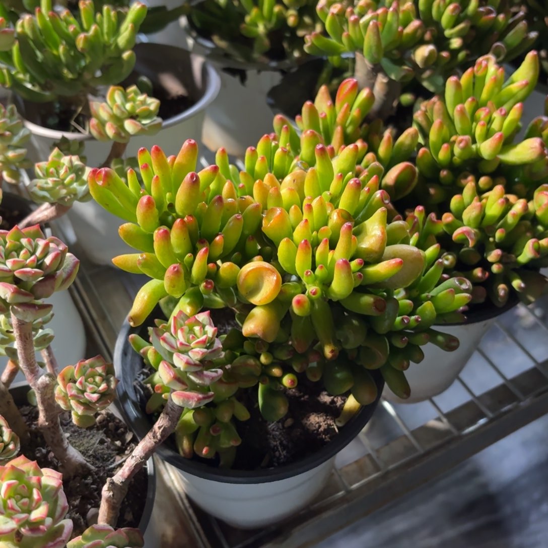 吸财树多肉整群11㎝盆
