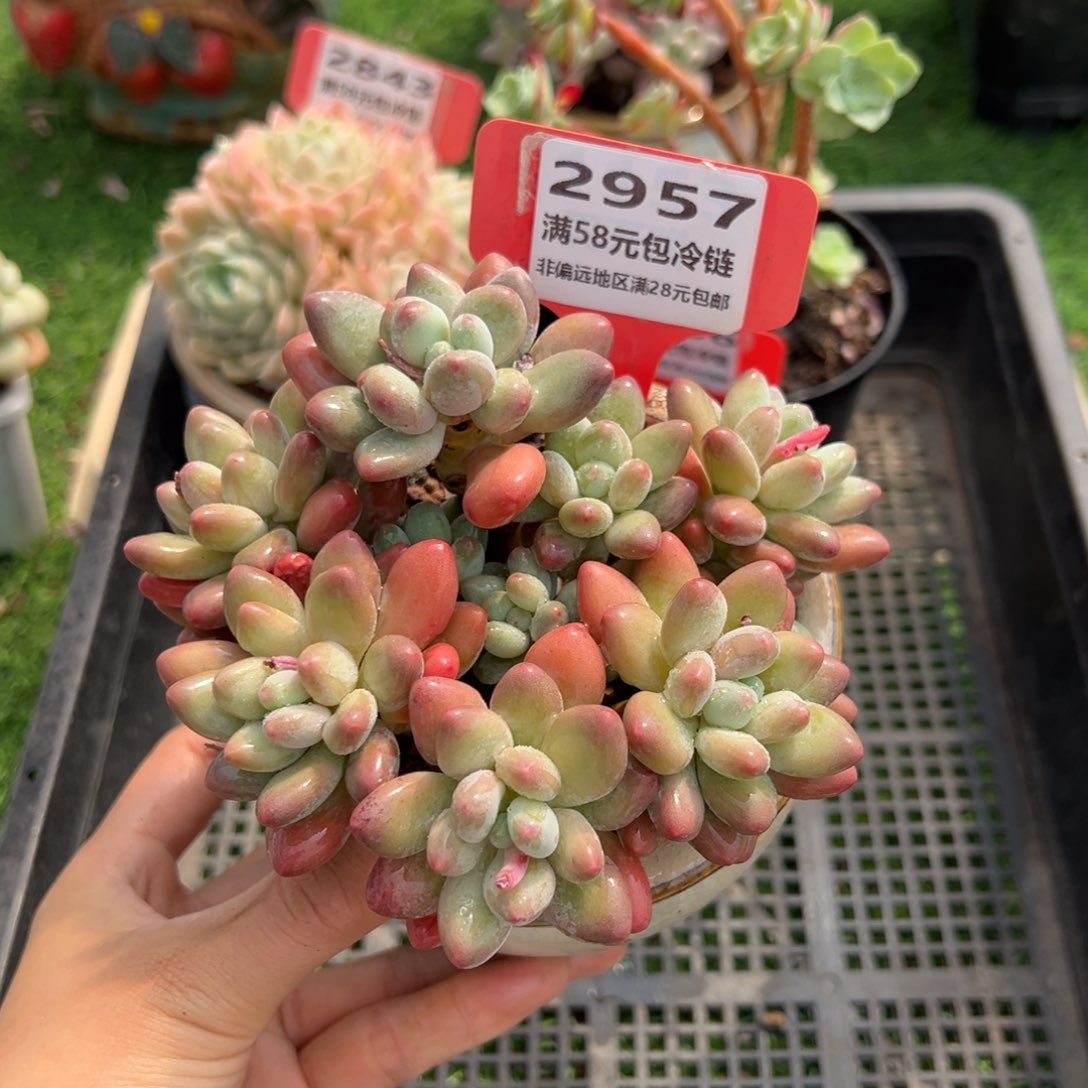 表妹精品精品多肉2957.