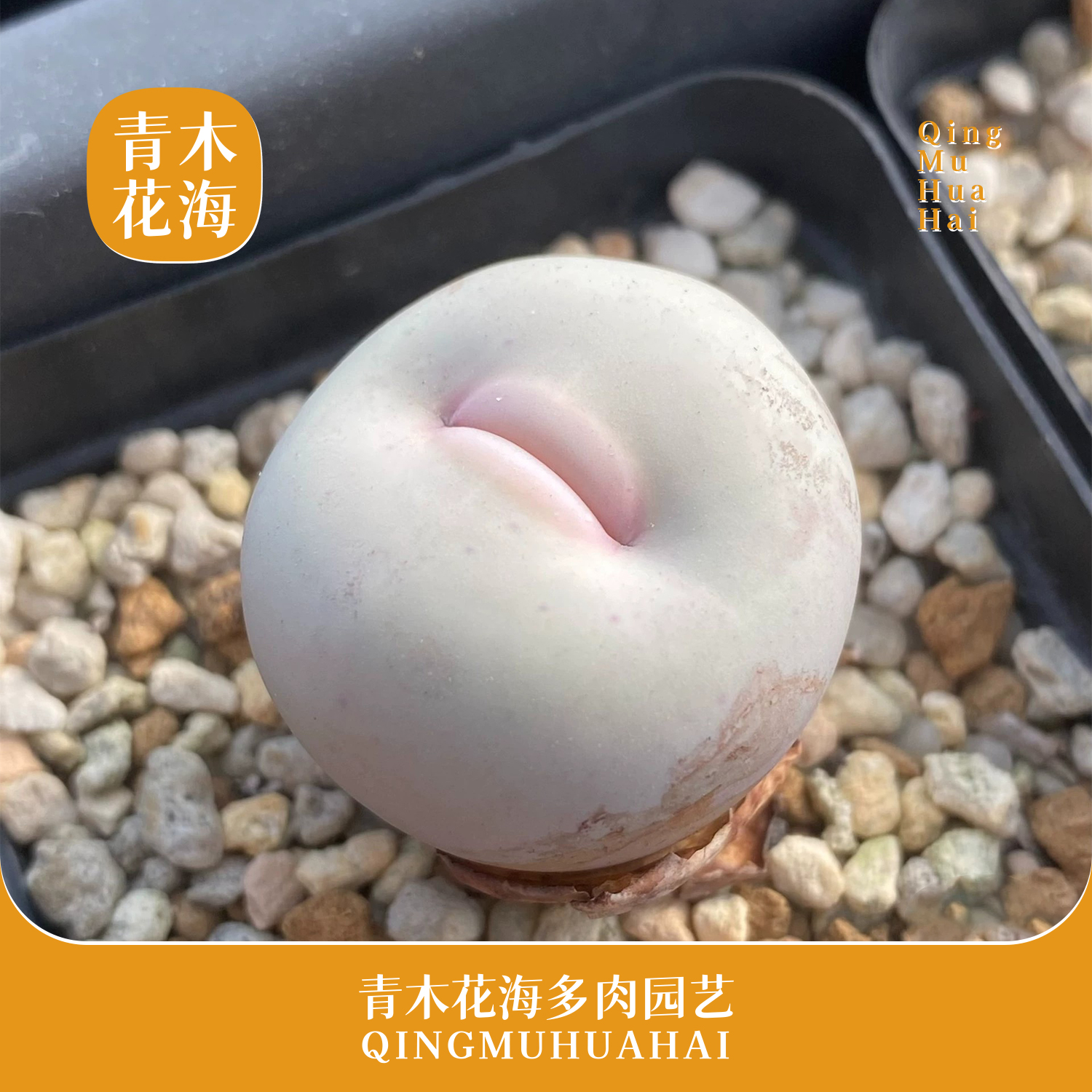 V嘴混合苗多肉植物番杏小红嘴稀有可爱多肉植物室内盆栽好养