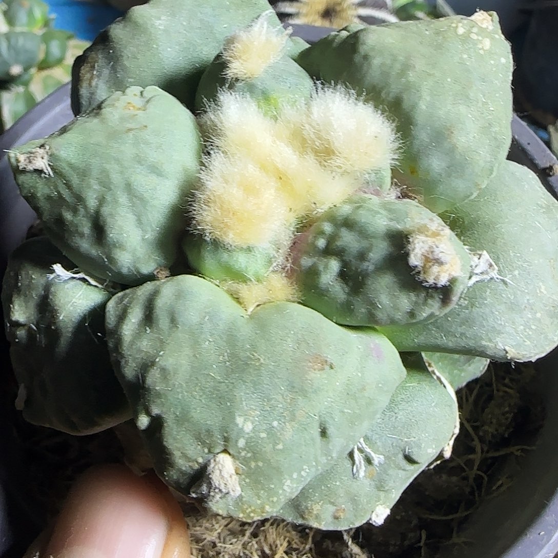 丸叶怒涛794仙人球