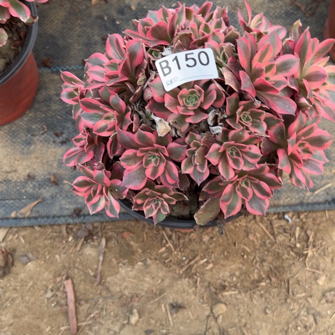 150女妖多肉植物法师多肉