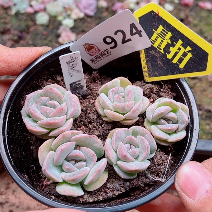 多肉植物多肉植物