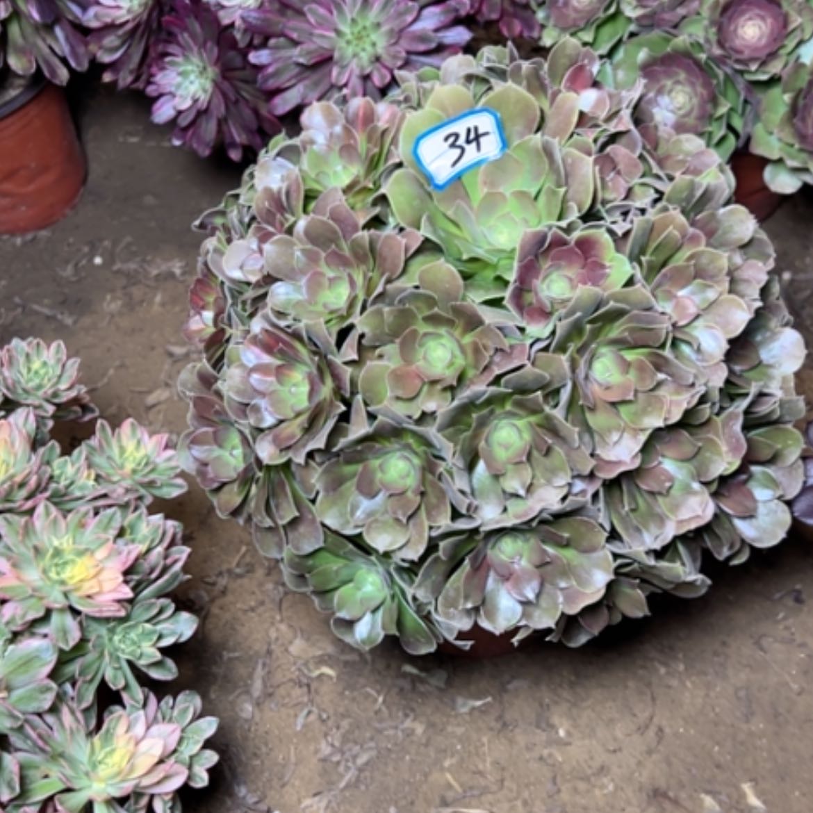 【闪购商品】多肉植物中班34