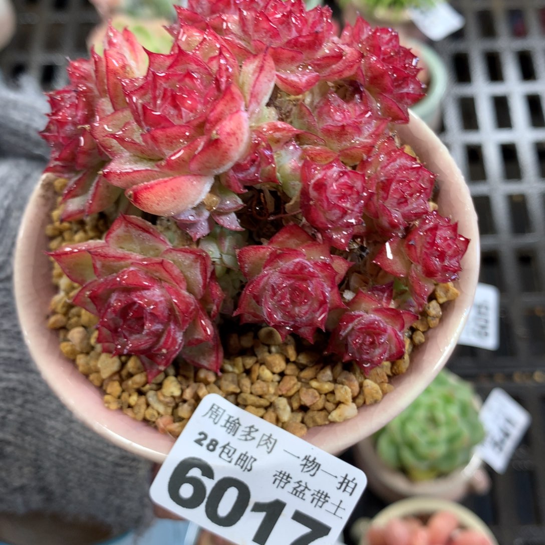 5厘米盆精控多肉6017