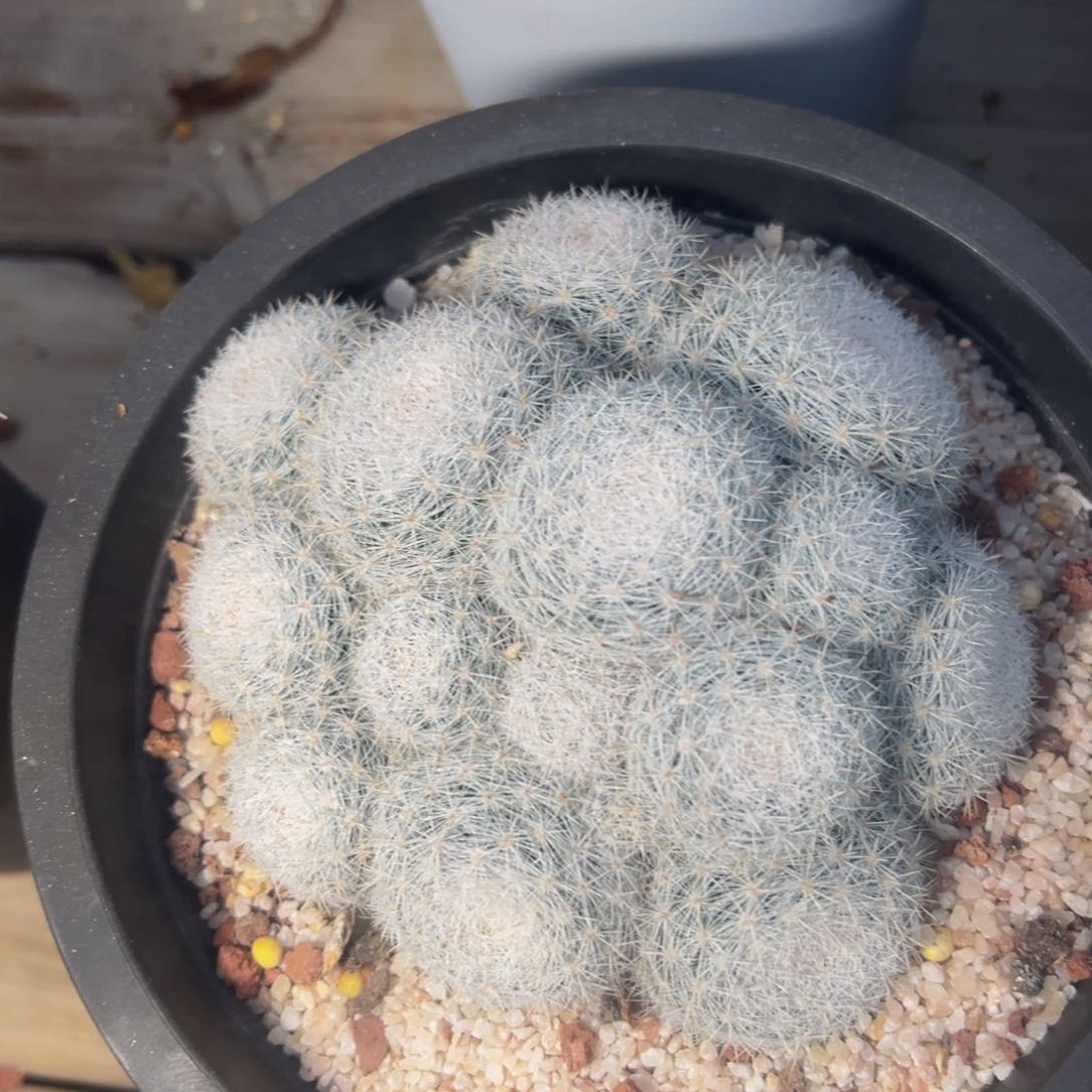 338实生根多肉植物带盆土
