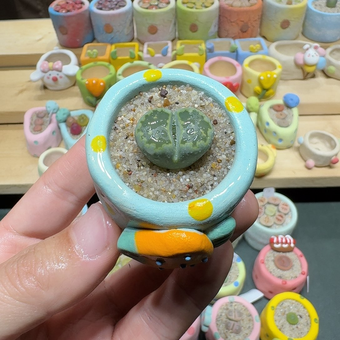 红陶蘑菇415绿饼