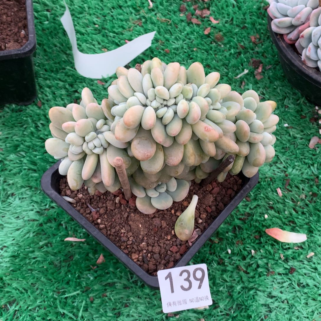 139洛神缀多肉植物