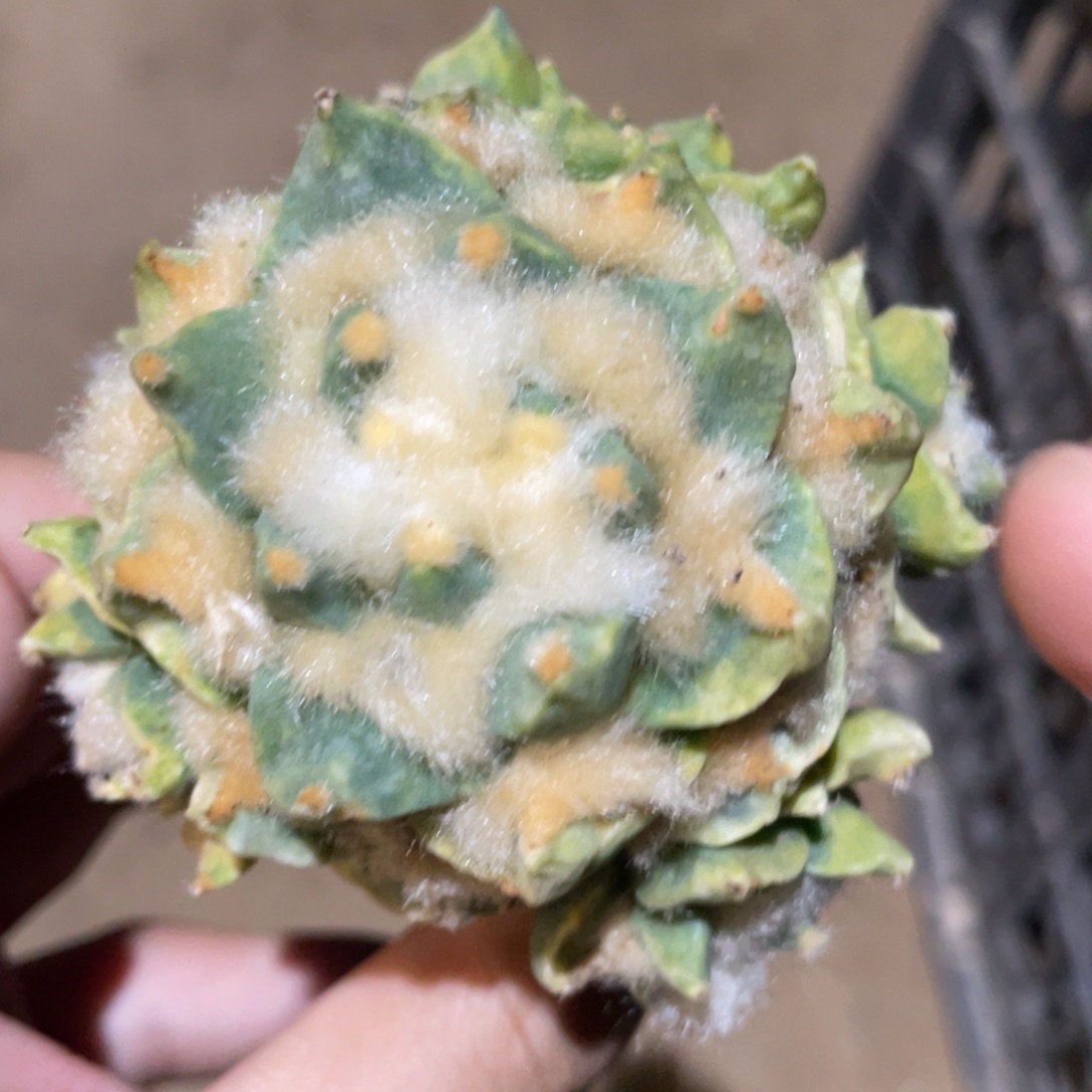 青瓷龙角杂锦 951 仙人球