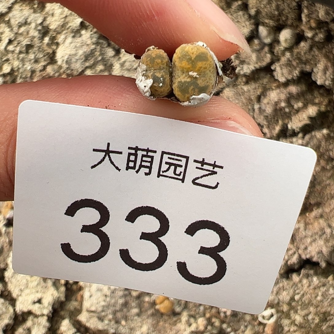 如***道一物一拍MG1456.5黄绿冰珀火柴勋章333