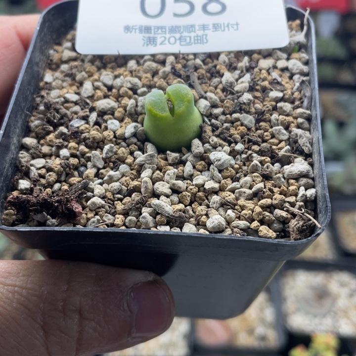 佳人园艺老周多肉上福利啦奶瓶058