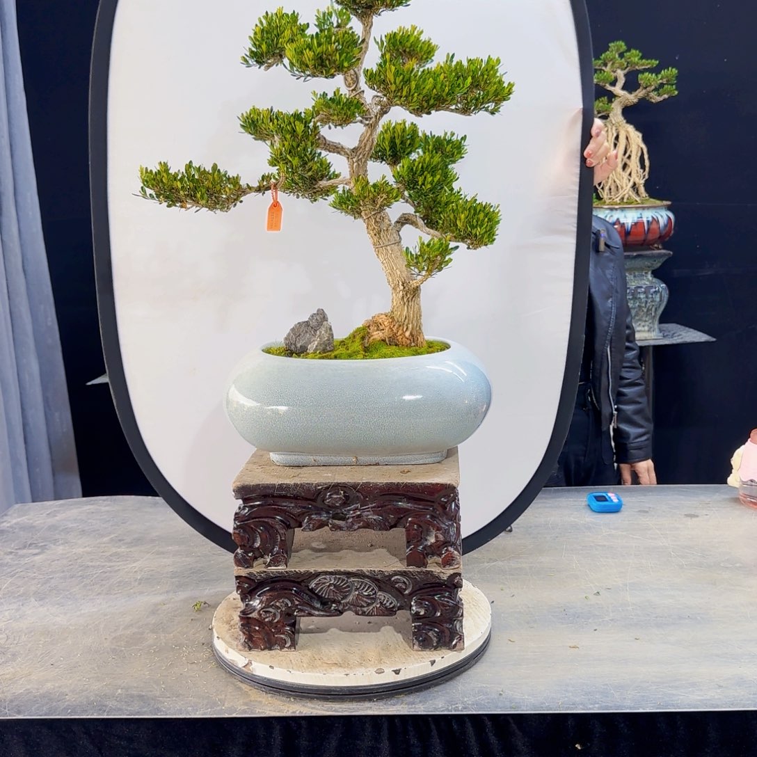 高端盆景艺术作品