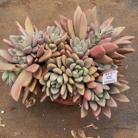 _***无桃花源14060多肉