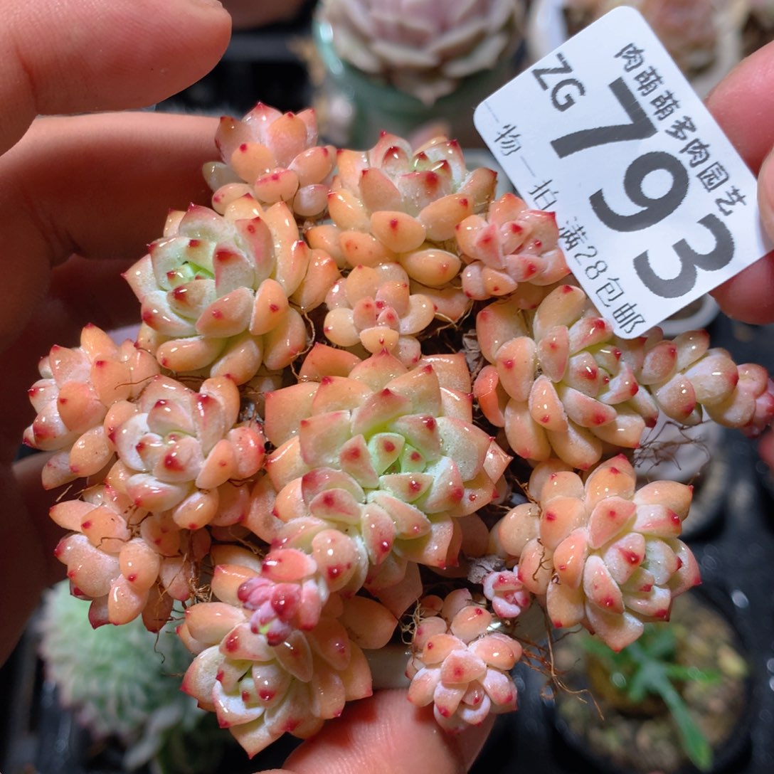 5CM拇指盆精控多肉ZG793